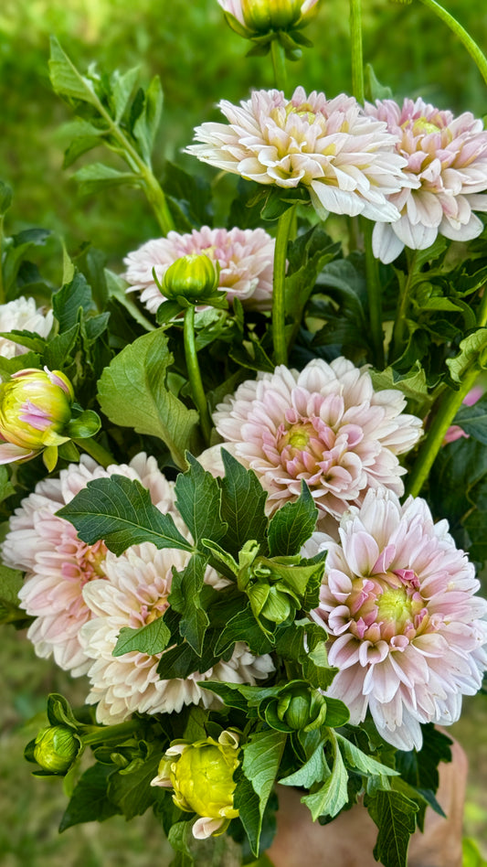 Dahlia- Pink Silk (wk31)