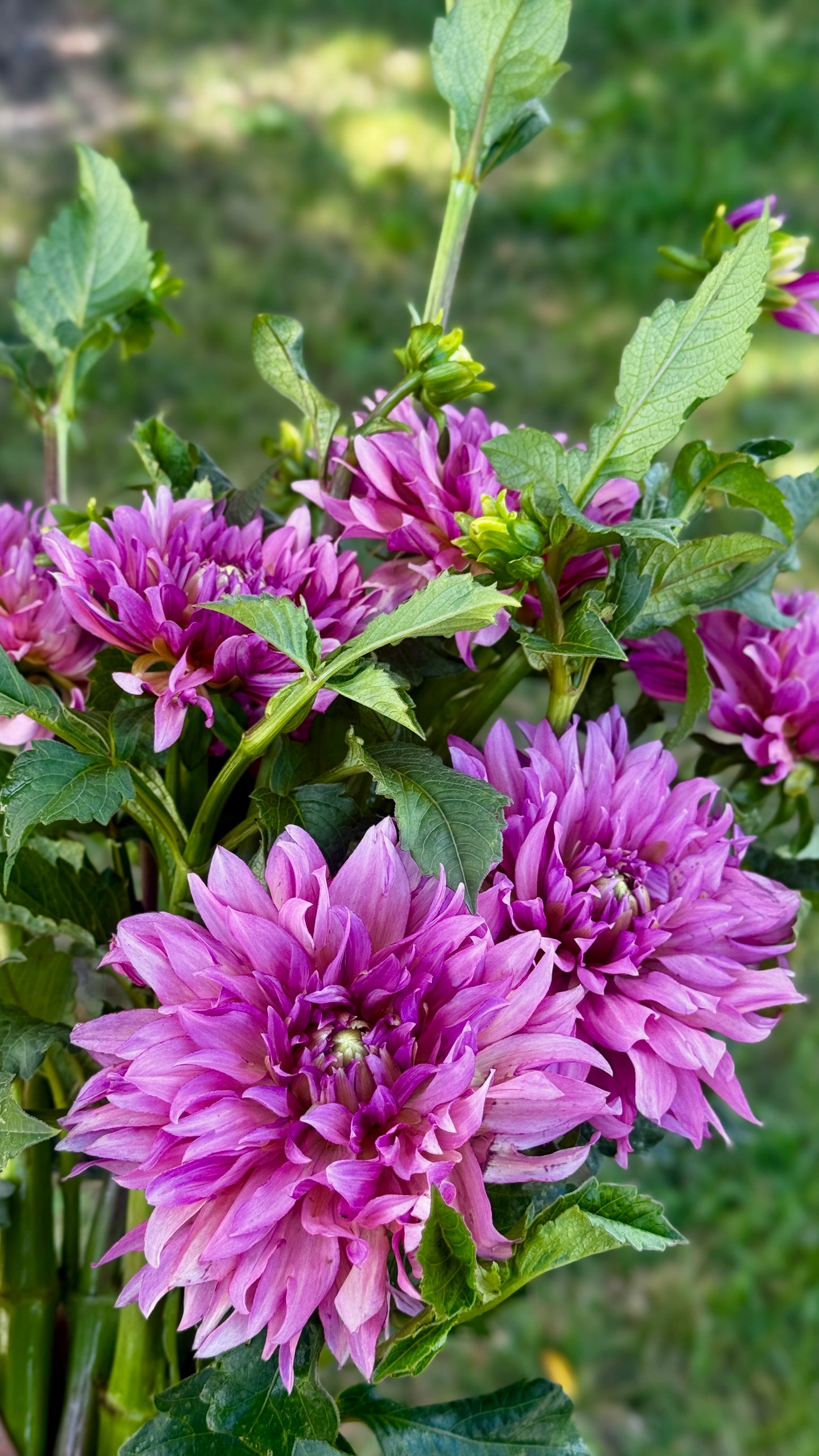 Dahlia- La Belle Epoque (wk31)