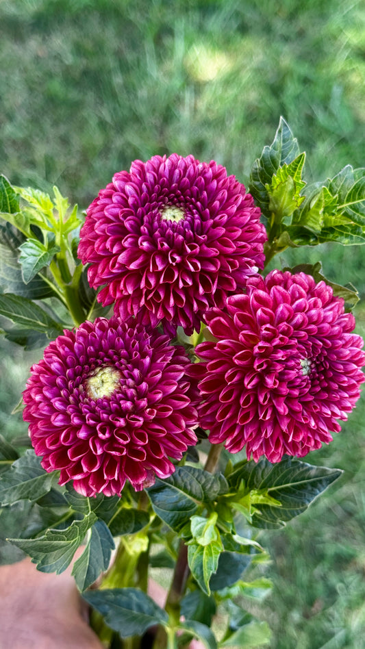Dahlia- CopperBoy (wk31)