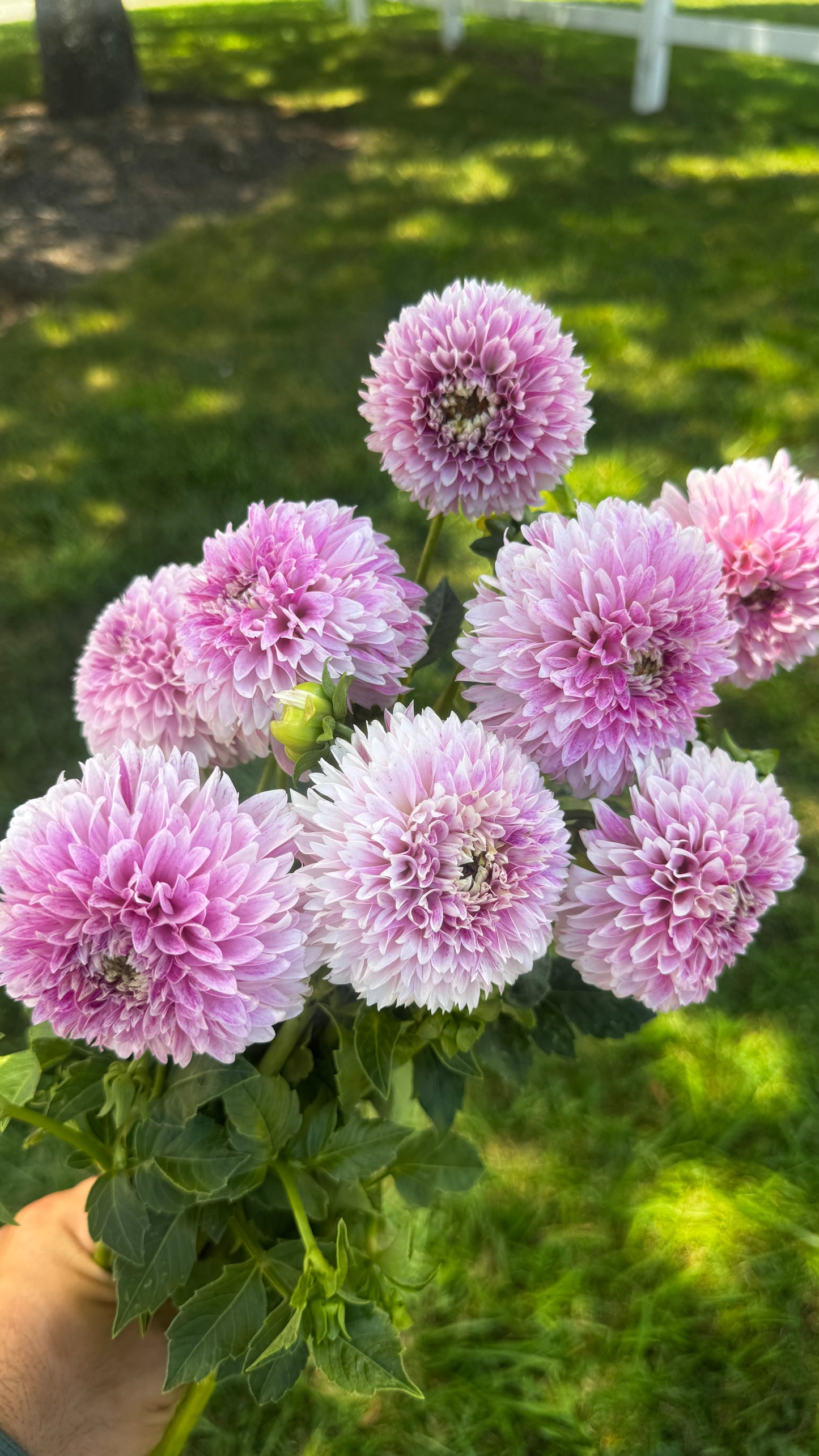 Dahlia- Marshmallow Baby (wk31)