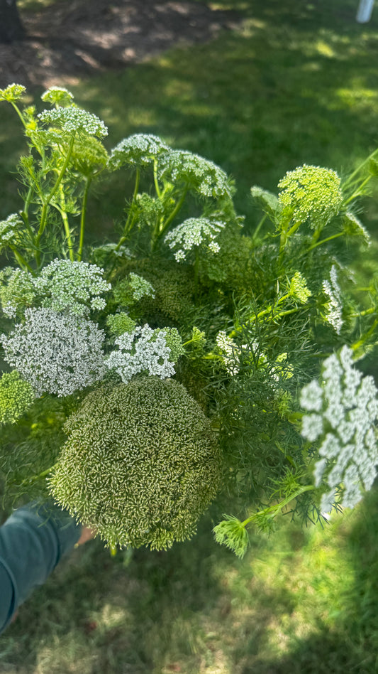 Ammi-Green/White