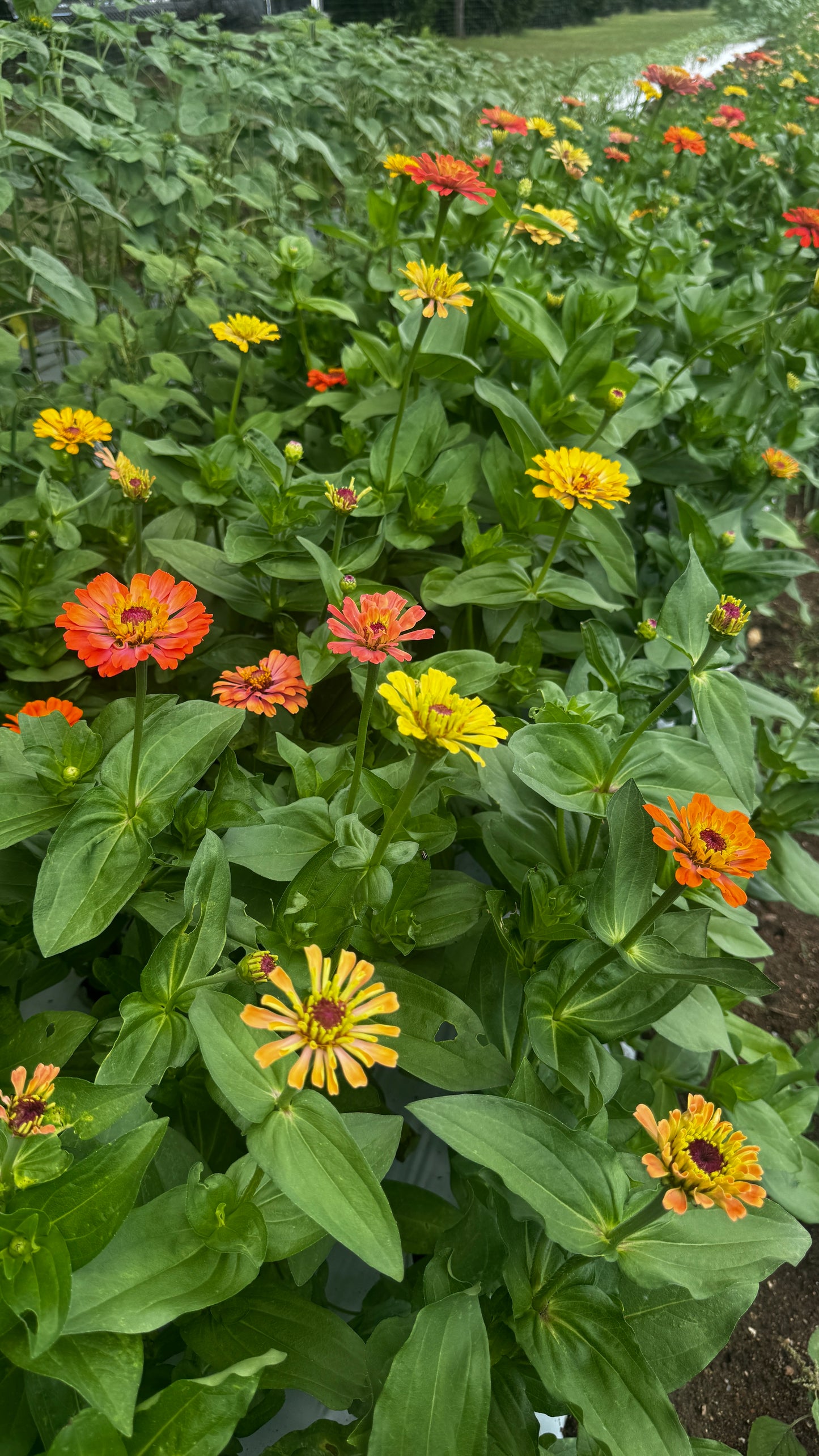 Zinnia- Aurora (wk34)