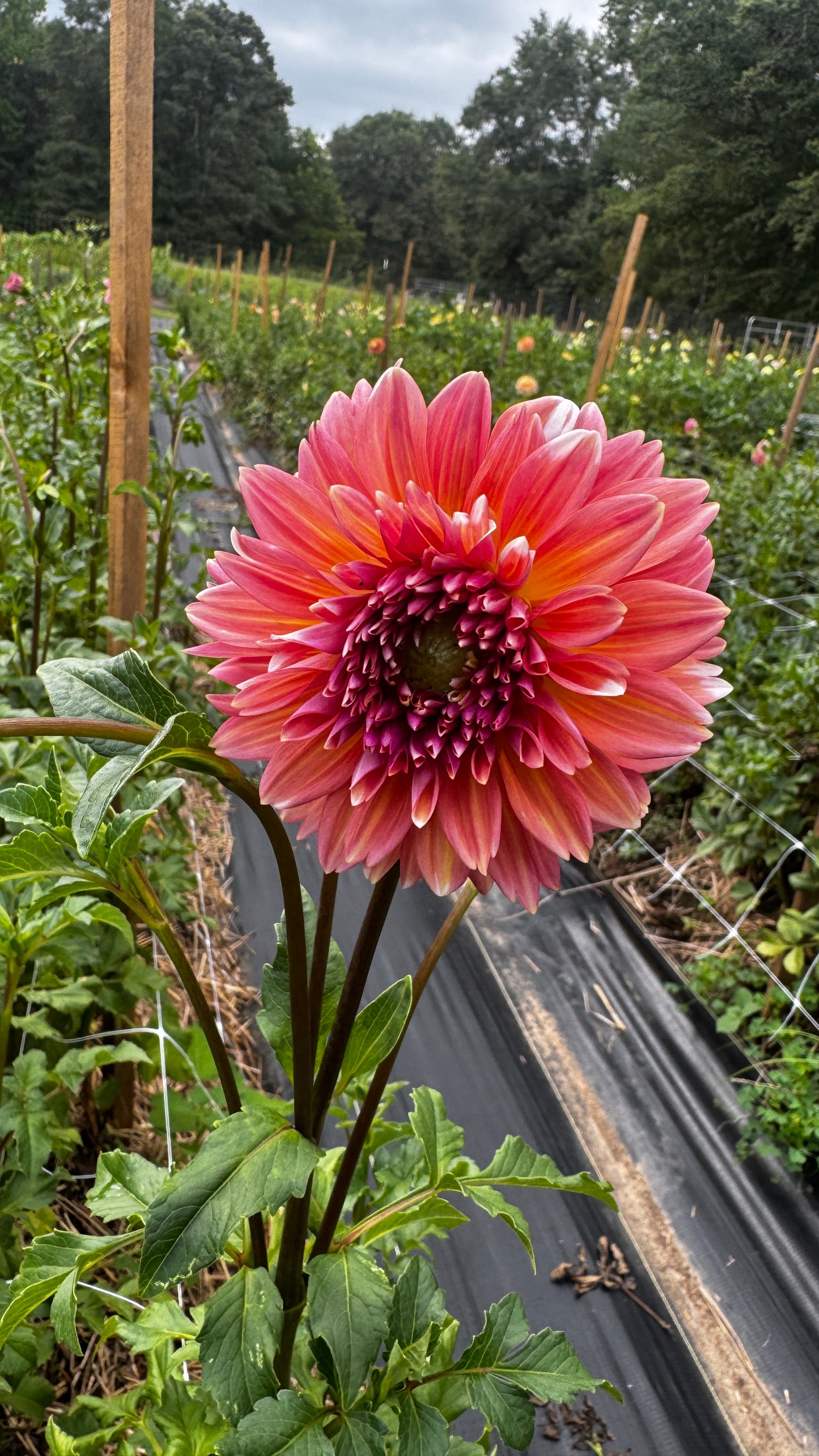 Dahlia- Connecticut Coral (wk32)