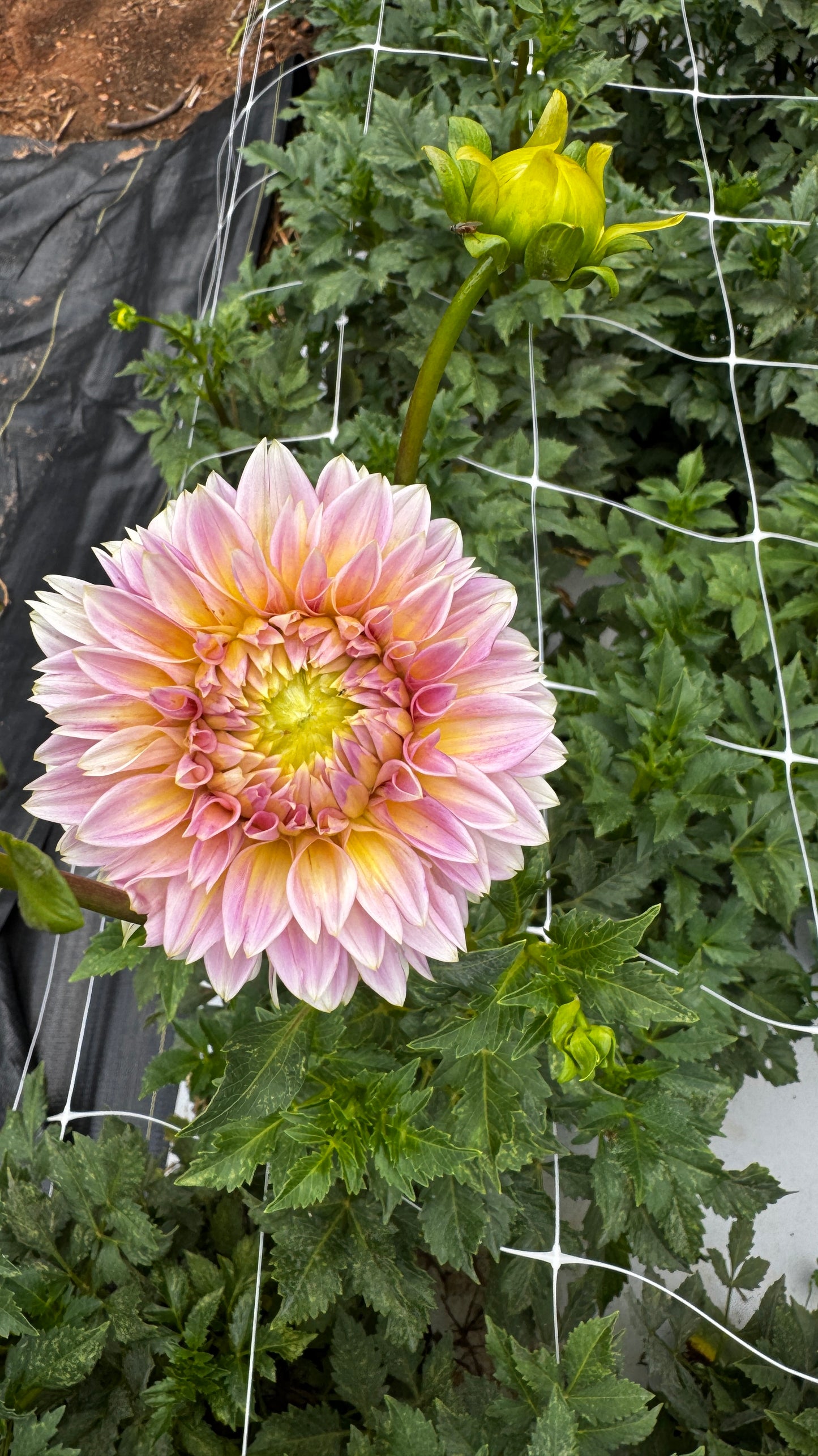 Dahlia- Mojo (wk32)