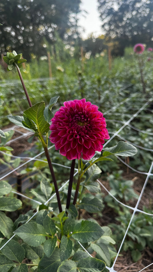 Dahlia- Intrigue (wk38)
