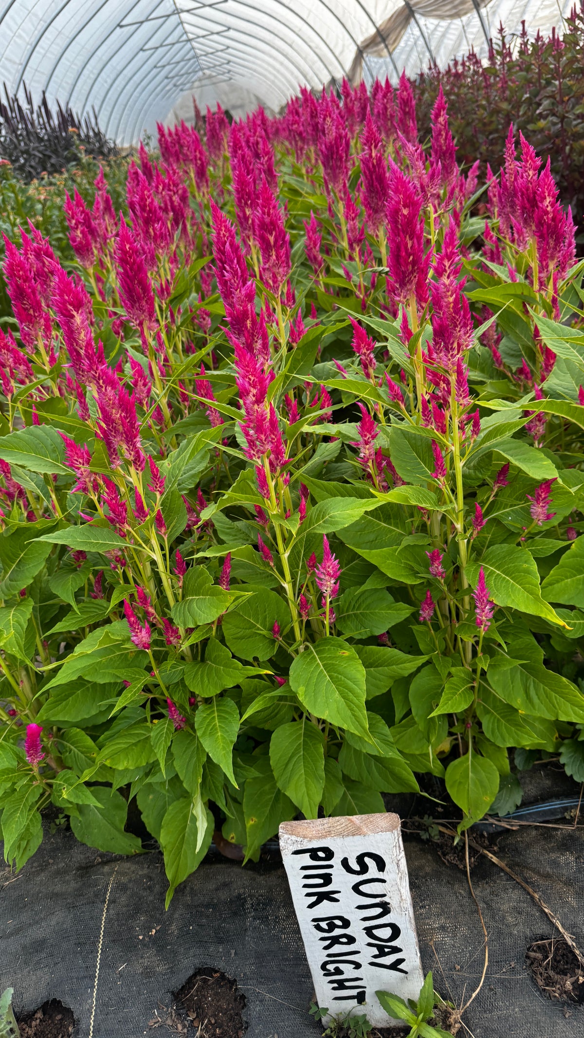 Celosia- Sunday Pink