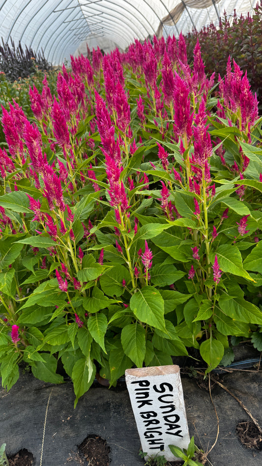 Celosia- Sunday Pink