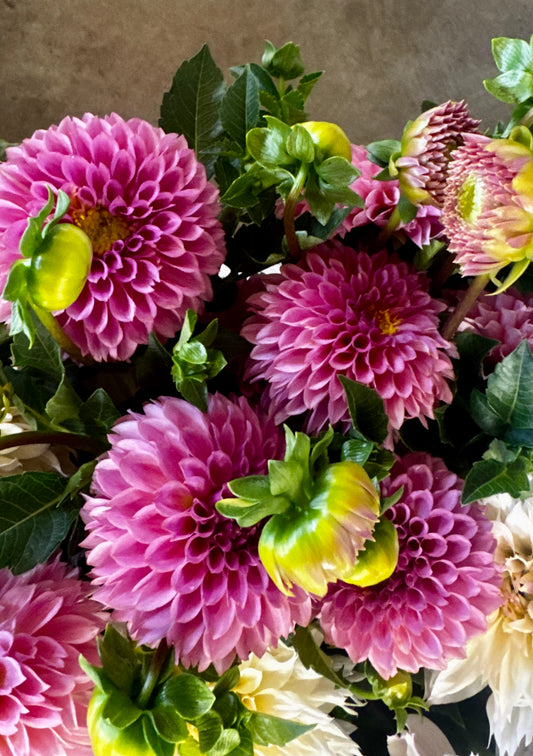 Dahlia- Coral Sea (wk40)