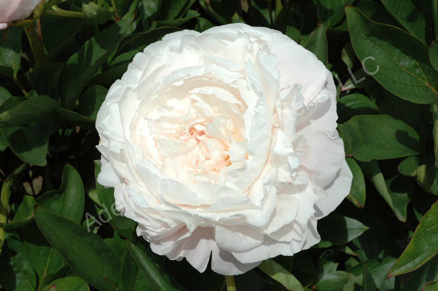 Peony- Mother's Choice 5 stems