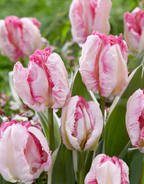 Tulip- Parrot Pink Vision