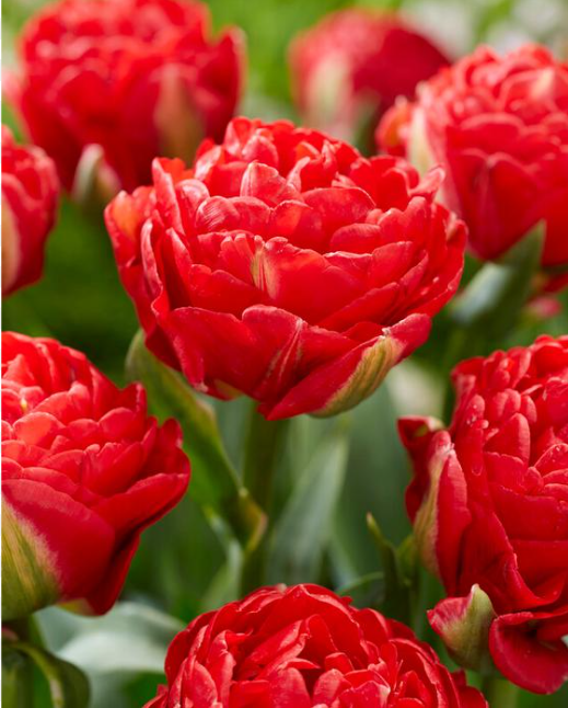Tulip- Pamplona Double Red