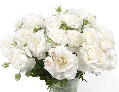 Ranunculus- Corchevel (wk10)