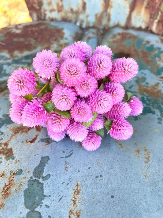 Gomphrena- Pink