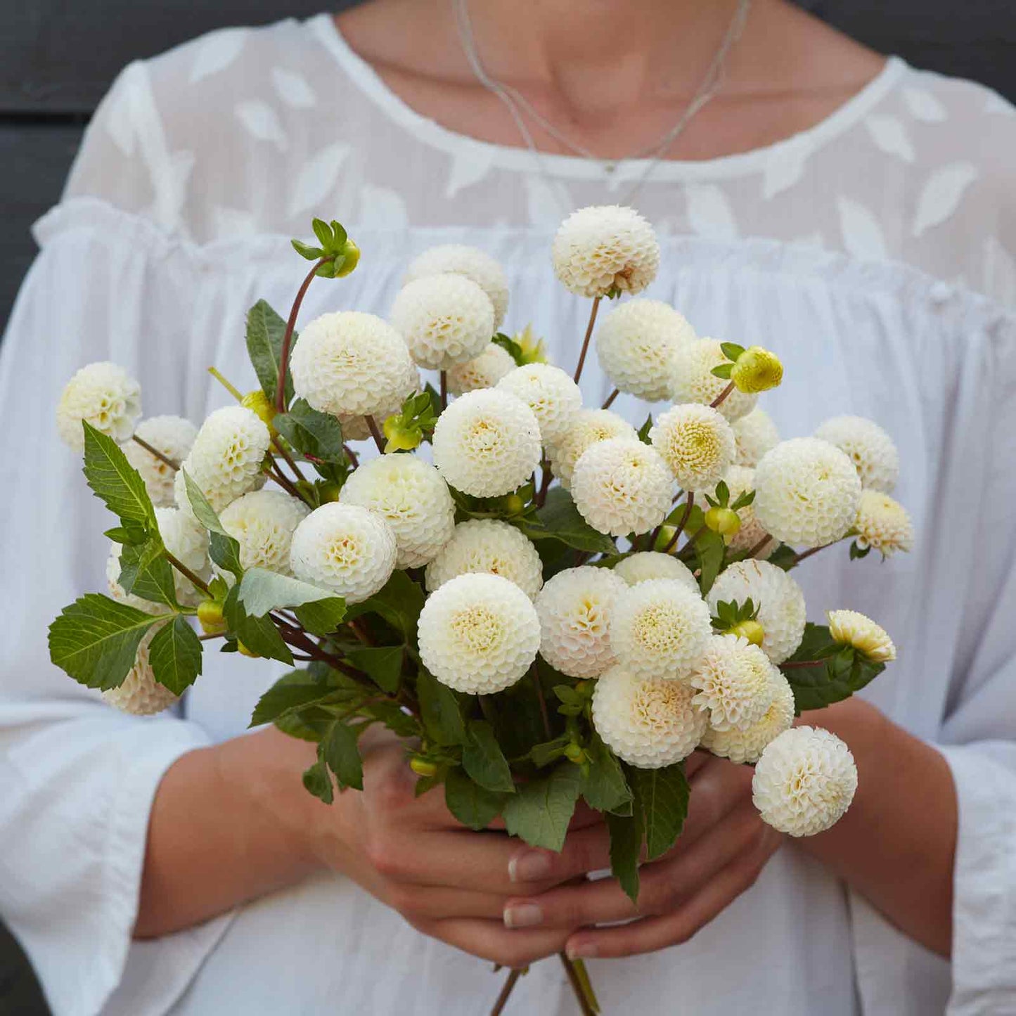 Dahlia Mini White (wk32)
