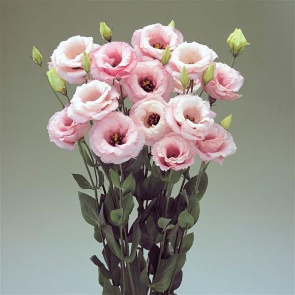 Lisianthus- Arena Baby Pink