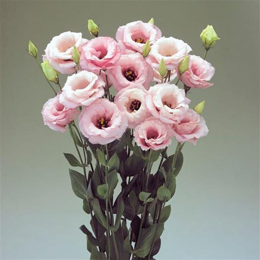 Lisianthus- Arena Baby Pink