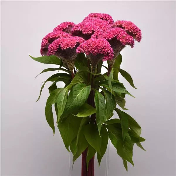 Celosia- Neo Pink