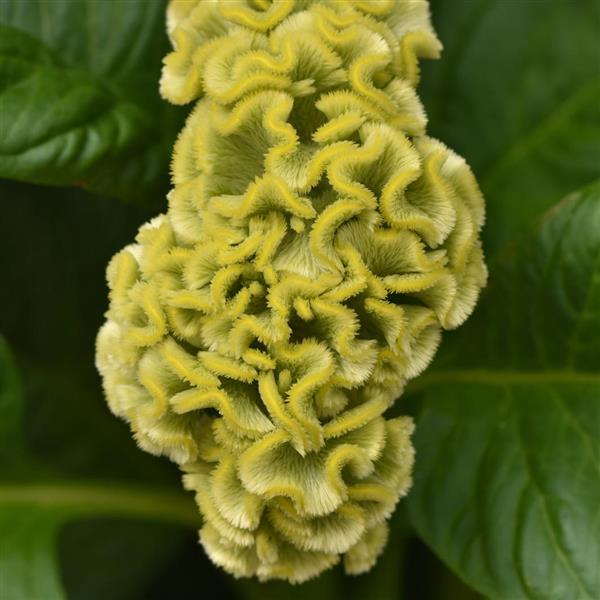 Celosia- Neo Green