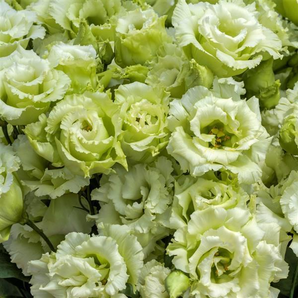 Lisianthus- Voyage Green