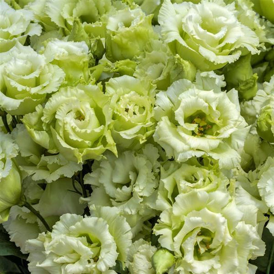 Lisianthus- Voyage Green