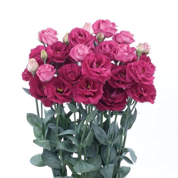 Lisianthus- Rosita Carmine
