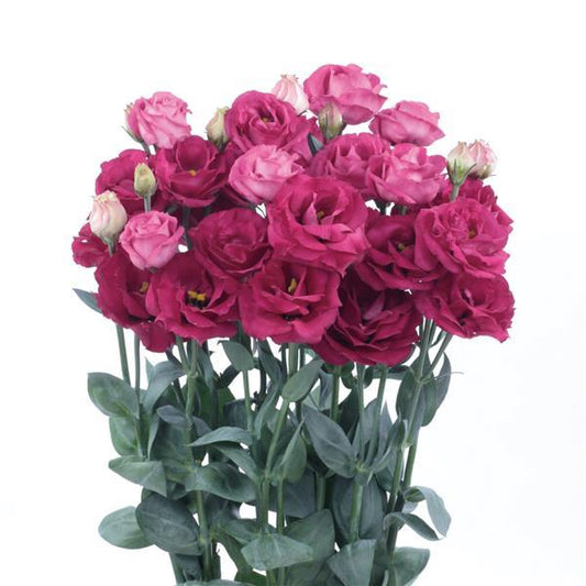 Lisianthus- Rosita Carmine