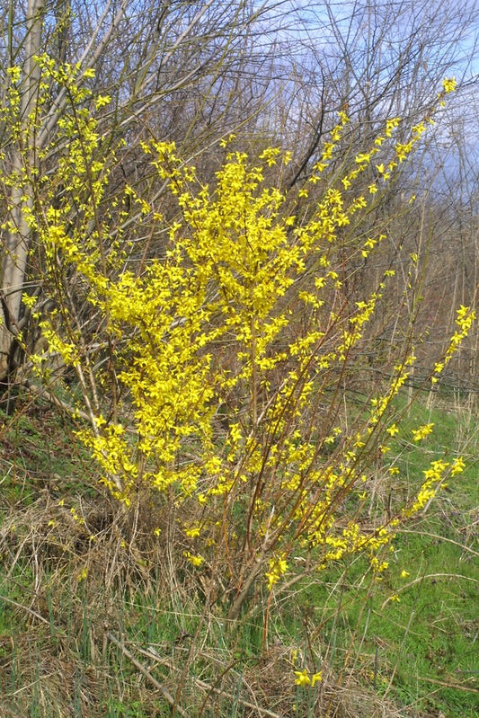 Forsythia Branches