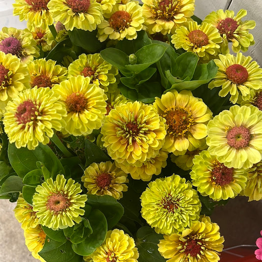 Zinnia-Queen Lime (wk29)