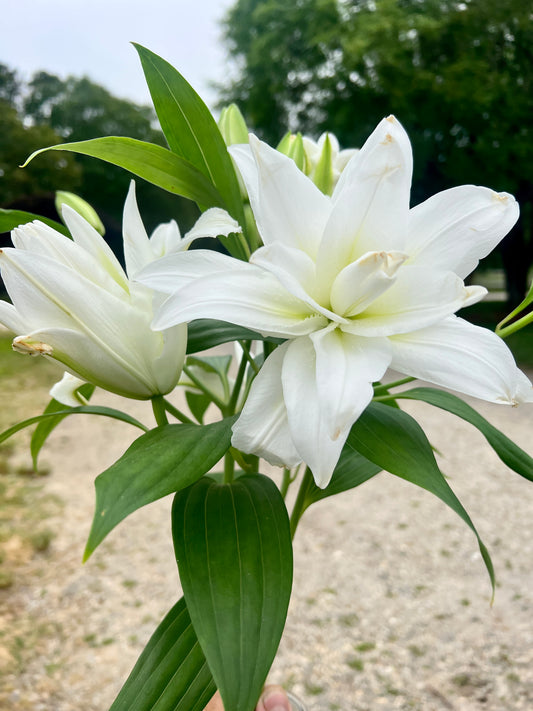 Rose Lily- White Pollenless