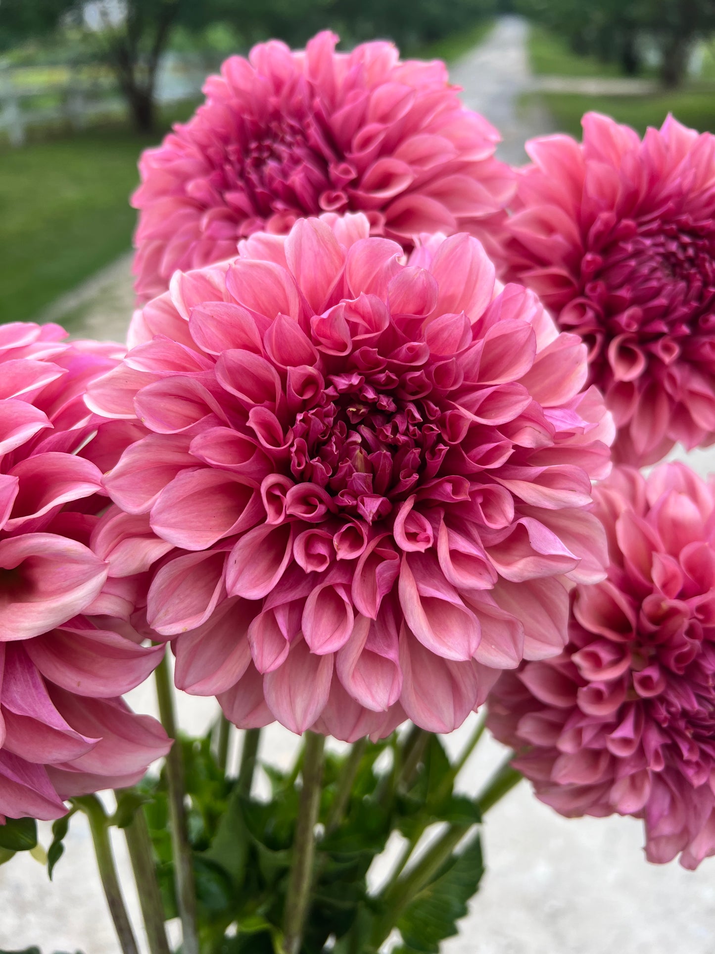 Dahlia- Globe (wk26)