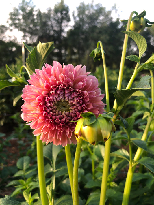 Dahlia- Linda’s Baby (wk22)