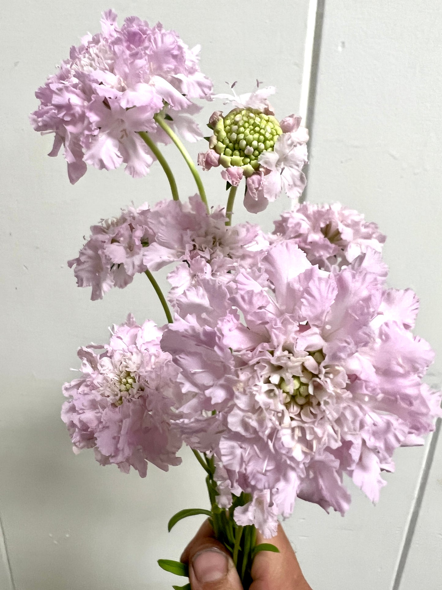 Scoop Scabiosa- Scoop Blush (wk24)