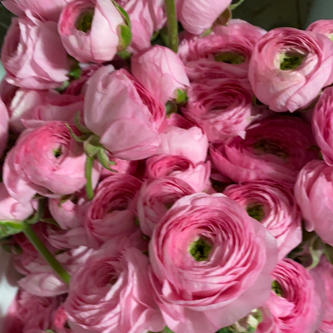 Ranunculus-Pink