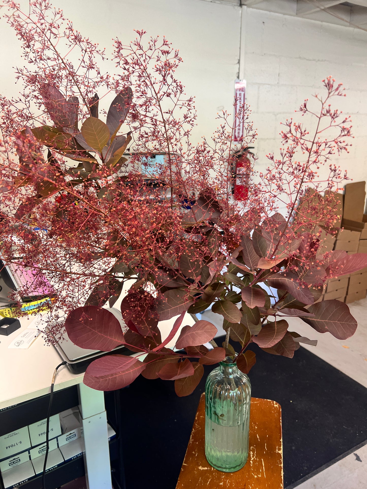 SmokeBush w/Plume (Local Only- No Shipping) 5 stems