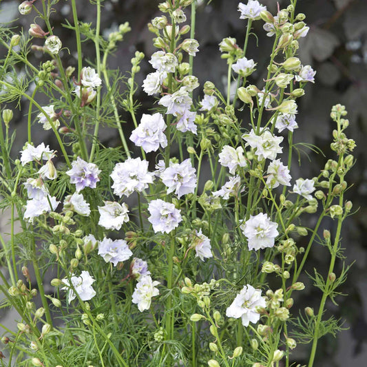 Larkspur- Smokey Eyes Lavender