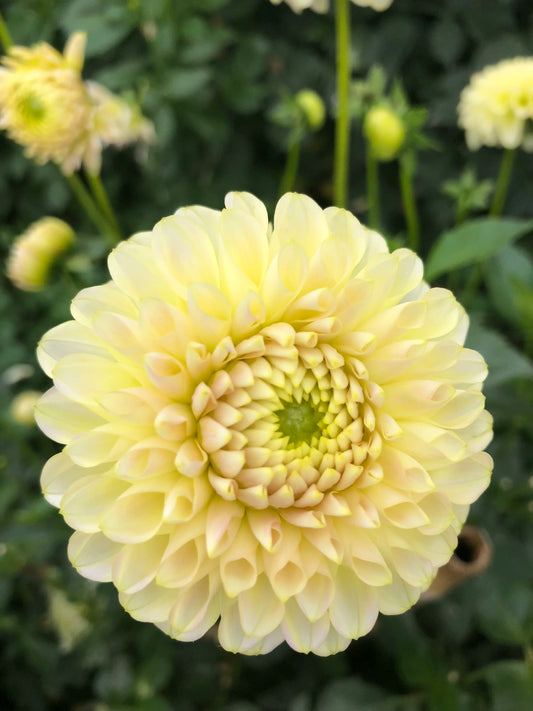 Dahlia- MoonGlow (wk38)