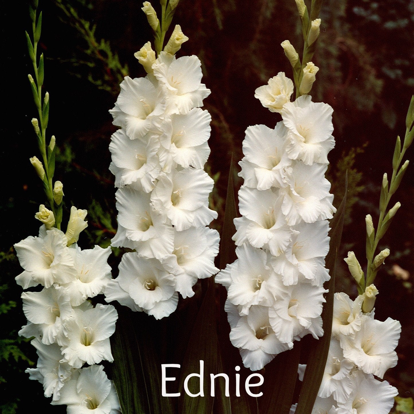 Gladiolus-White