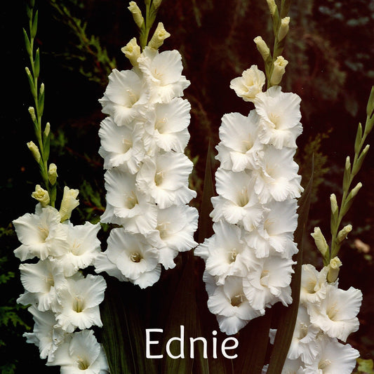Gladiolus-White