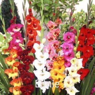 Gladiolus-White