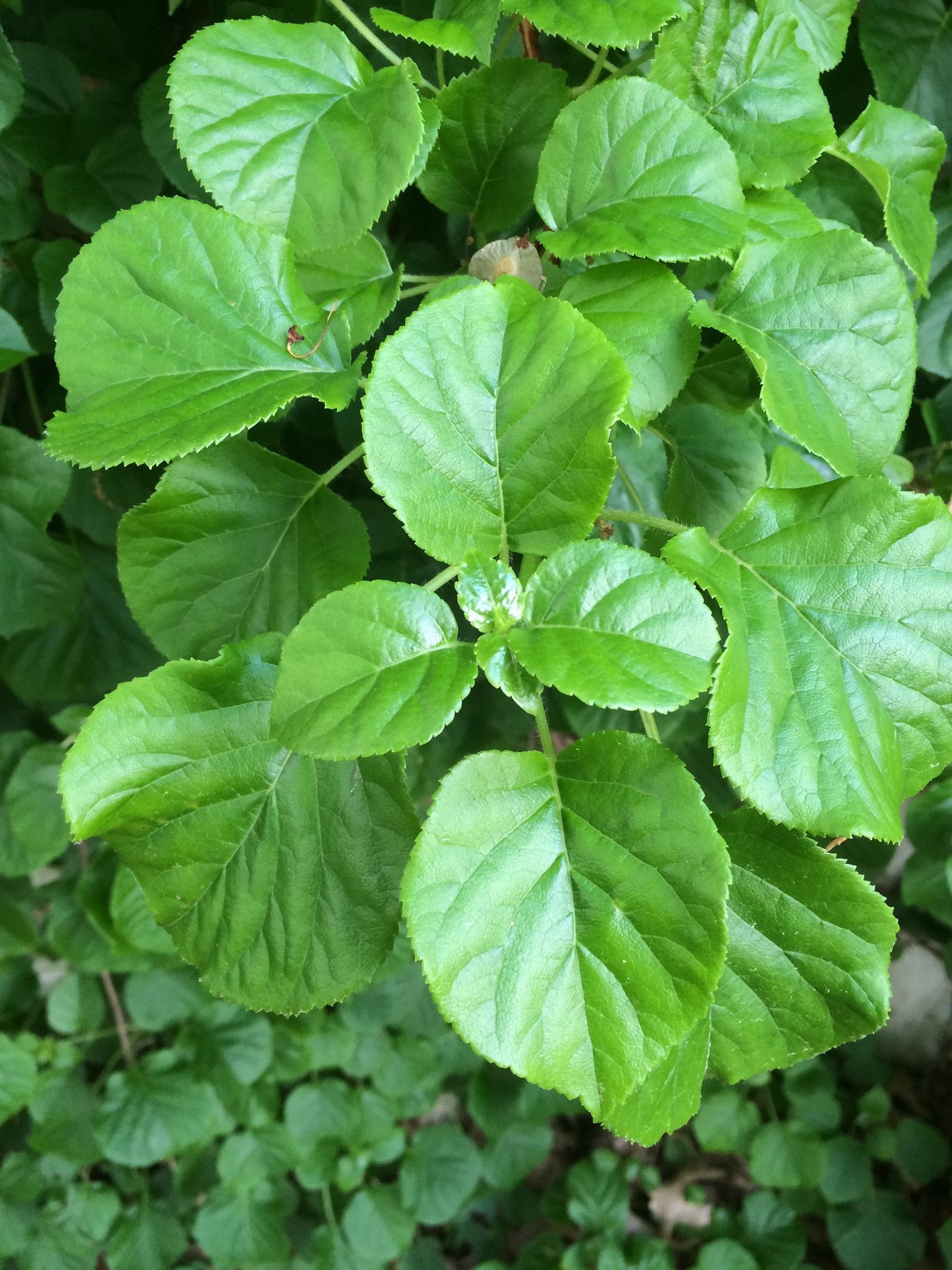 Hydrangea-Limelight (15" Short stems)