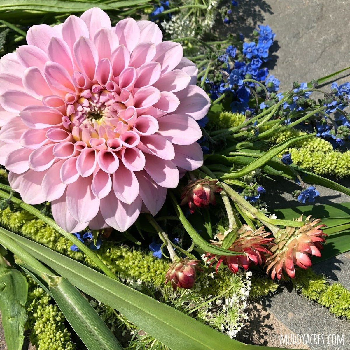 Dahlia- Sweet Nathalie (wk40)