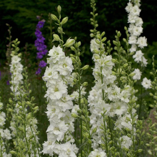 Larkspur-White (wk22)