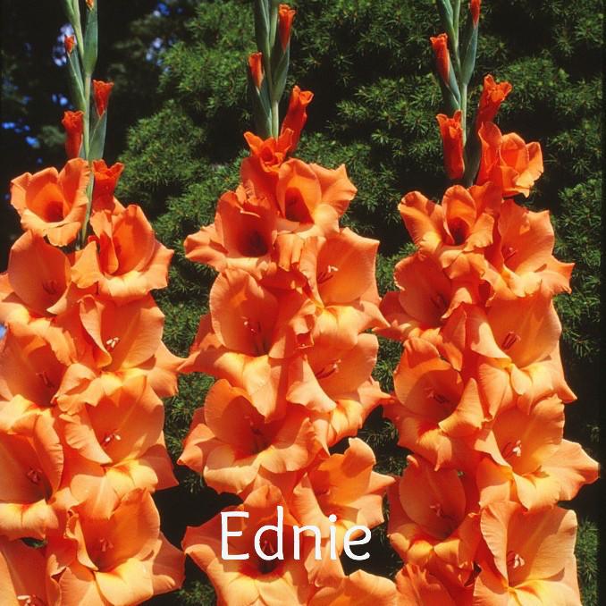 Gladiolus-White