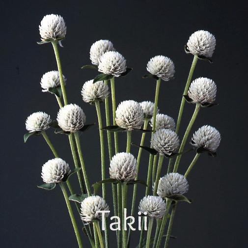 Gomphrena- White (wk33)