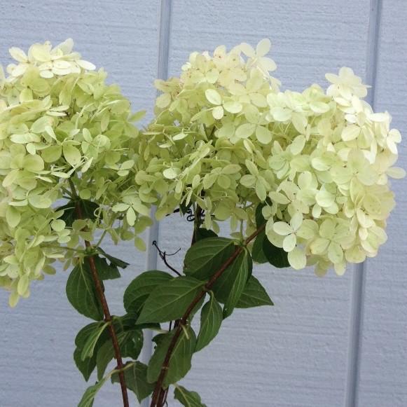 Hydrangea-Limelight (15" Short stems)