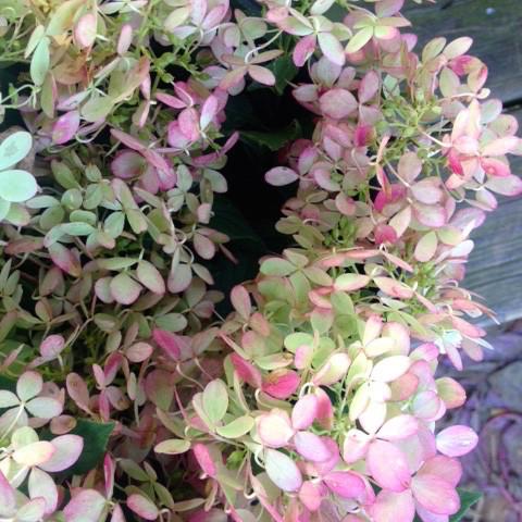 Hydrangea-Limelight (15" Short stems)