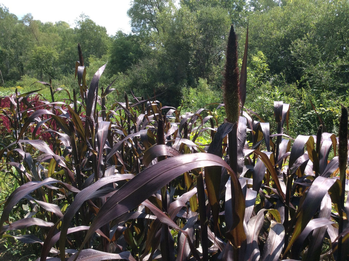 Millet-Purple Majesty