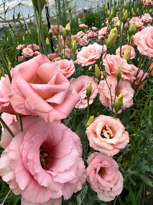 Lisianthus- Apricot (Shorter Stems)