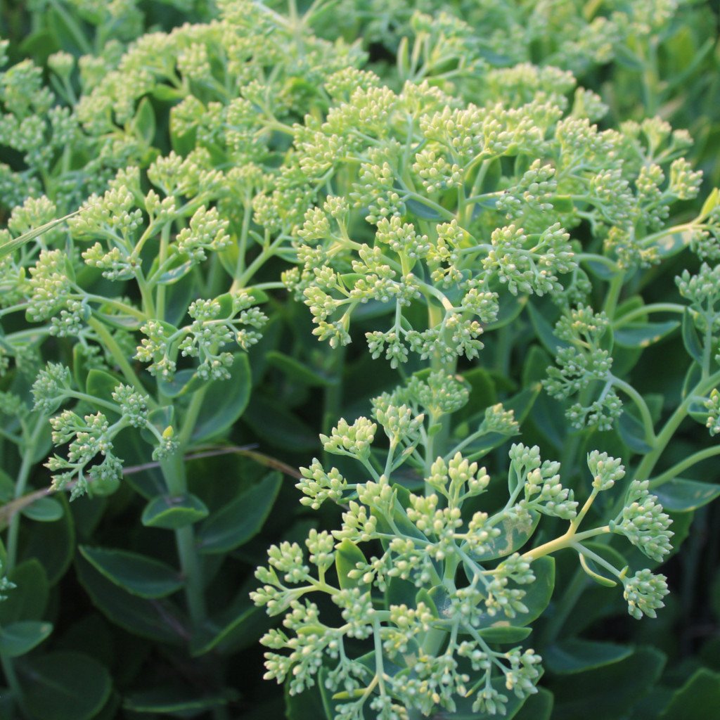 Sedum-Green Stage