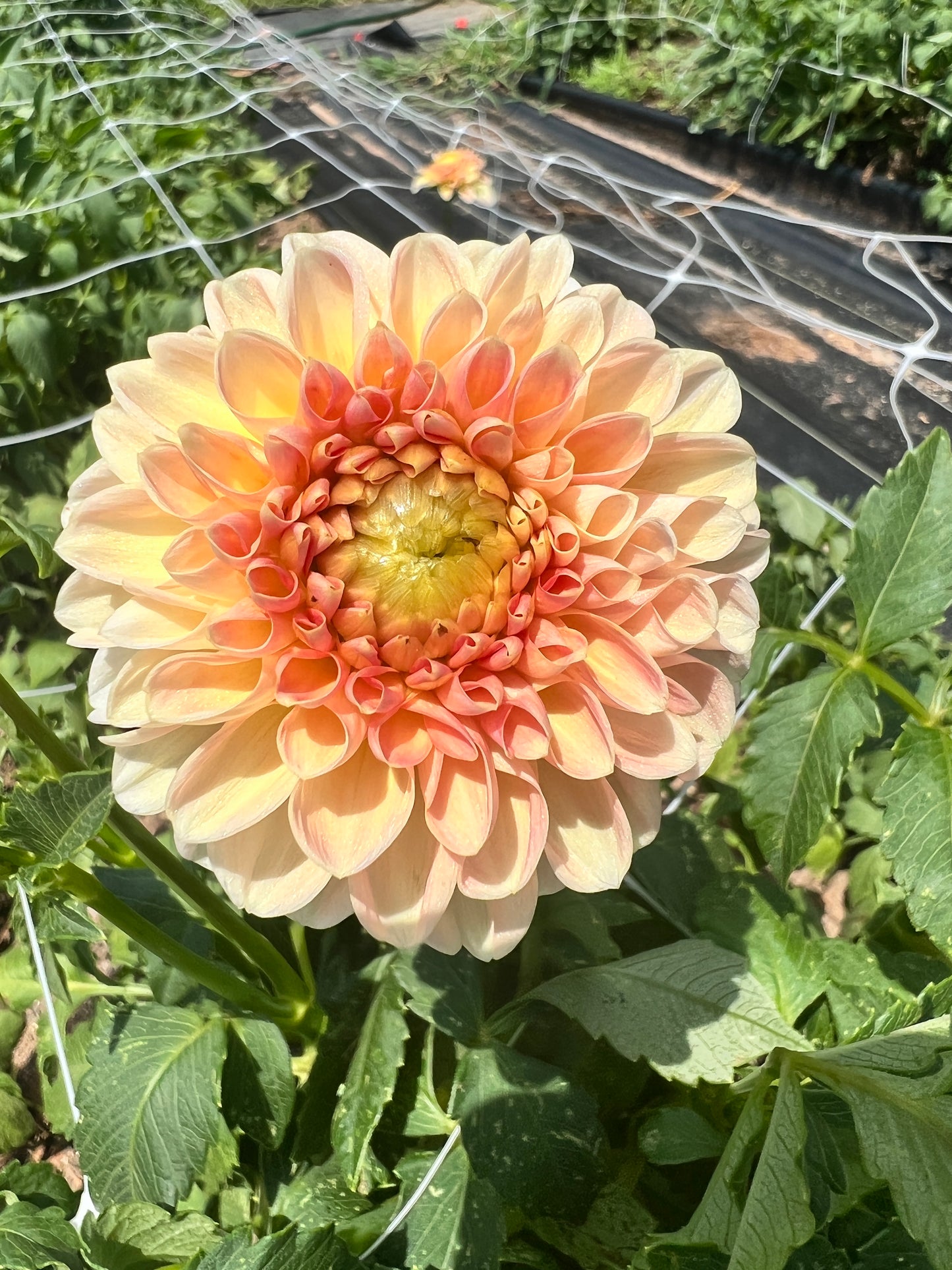 Dahlia- Honey (wk34)